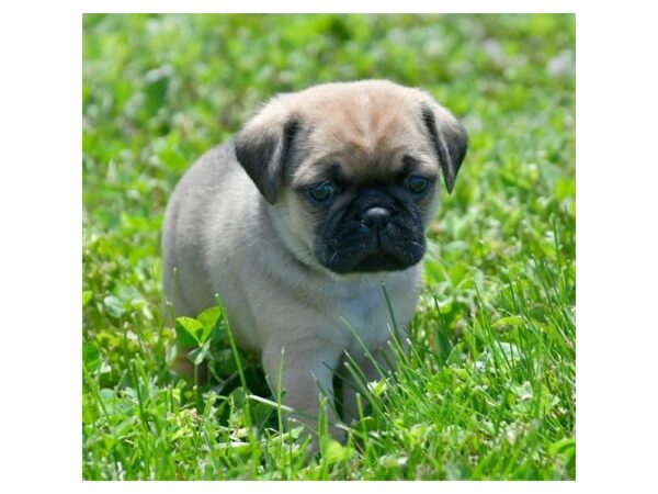 Puggle 2nd Gen DOG Male Fawn 24463 Petland Racine, Wisconsin