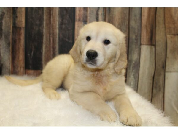 Golden Retriever-DOG-Female-Cream-15682-Petland Racine, Wisconsin