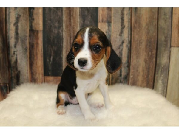 Cavalier/ Beagle-DOG-Female-Black / White-15691-Petland Racine, Wisconsin