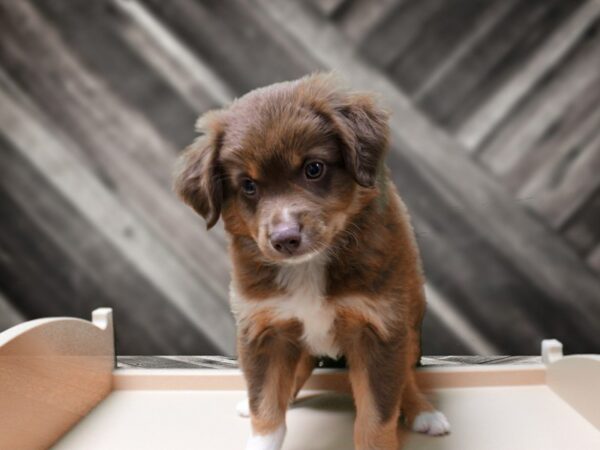 Mini Aussie-DOG-Male-RED TRI-24465-Petland Racine, Wisconsin