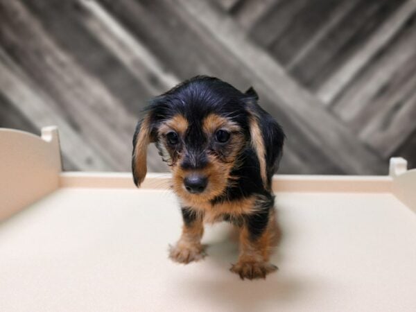 Dorkie-DOG-Female-BLK/TAN-24472-Petland Racine, Wisconsin