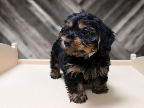 Dorkie-DOG-Male-BLK/TAN-24471-Petland Racine, Wisconsin