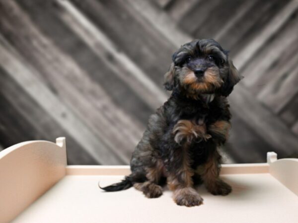 Cavachon-Poo DOG Male SABLE/TAN 24470 Petland Racine, Wisconsin