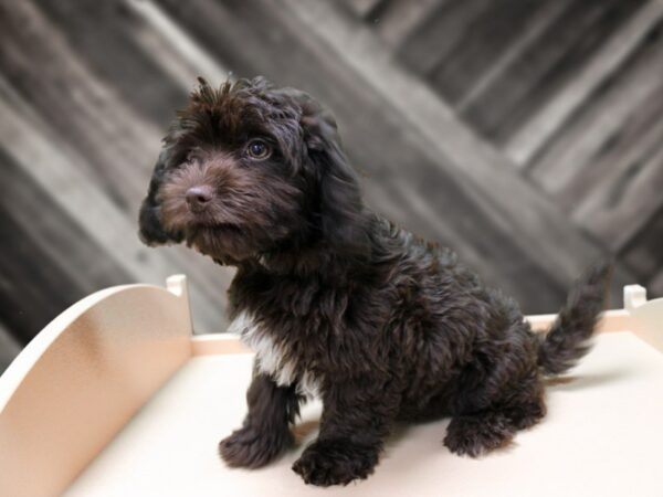 Poovanese-DOG-Female-CHOC-24467-Petland Racine, Wisconsin