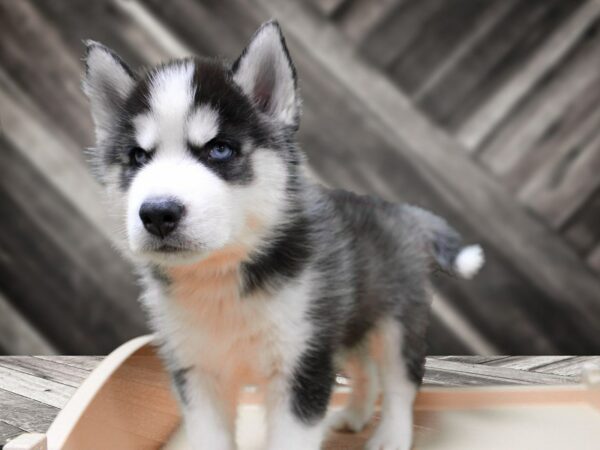 Siberian Husky-DOG-Male-Black / White-24456-Petland Racine, Wisconsin
