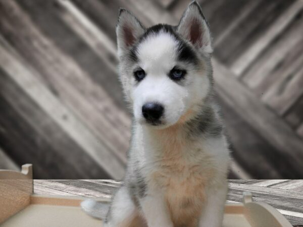 Siberian Husky-DOG-Female-Gray / White-24455-Petland Racine, Wisconsin