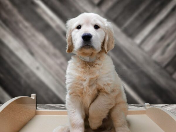 Golden Retriever-DOG-Male-Cream-24450-Petland Racine, Wisconsin