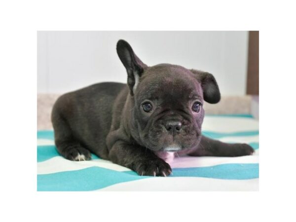 French Bulldog-DOG-Female-Brindle-24485-Petland Racine, Wisconsin