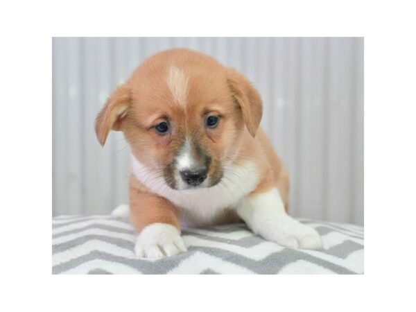 Pembroke Welsh Corgi-DOG-Male-Red / White-24481-Petland Racine, Wisconsin
