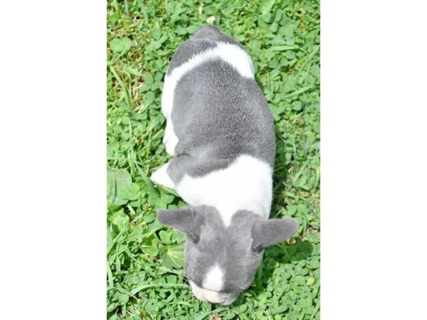 French Bulldog-DOG-Female-Blue / White-24488-Petland Racine, Wisconsin