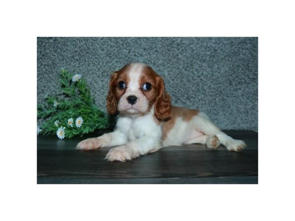 Cavalier King Charles Spaniel-DOG-Female-Blenheim-15696-Petland Racine, Wisconsin