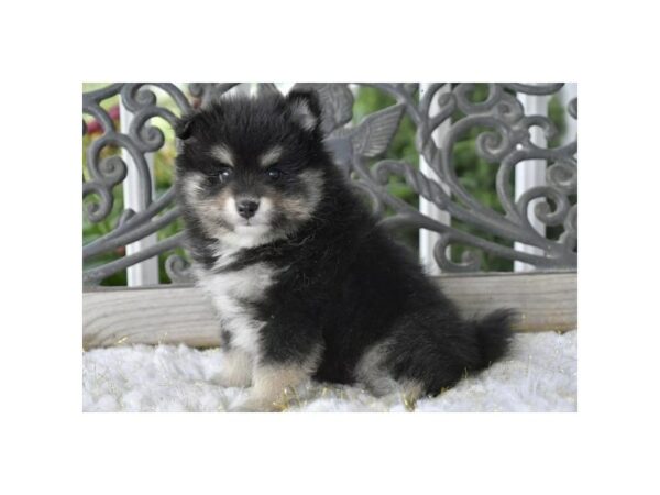 pomsky/pom-DOG-Male-Black / Tan-15697-Petland Racine, Wisconsin