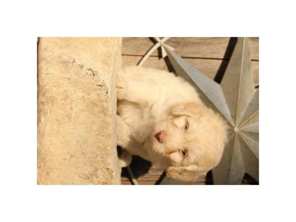 Goldendoodle Mini 2nd Gen-DOG-Male-Buff-15711-Petland Racine, Wisconsin