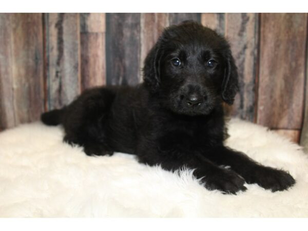 Labradoodle DOG Male Black 15698 Petland Racine, Wisconsin