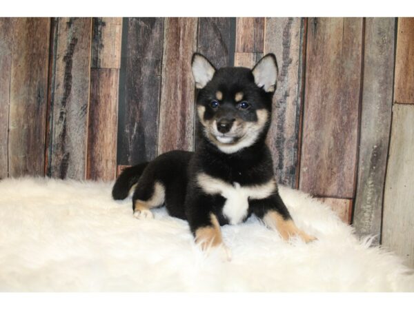 Shiba Inu-DOG-Female-Black-15699-Petland Racine, Wisconsin