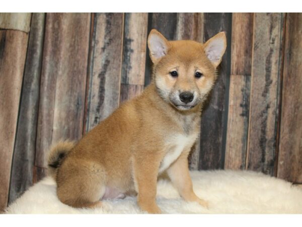 Shiba Inu-DOG-Male-Dark Brown-15700-Petland Racine, Wisconsin