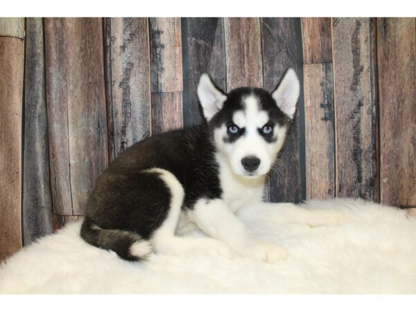 Siberian Husky-DOG-Male-Black / White-15702-Petland Racine, Wisconsin