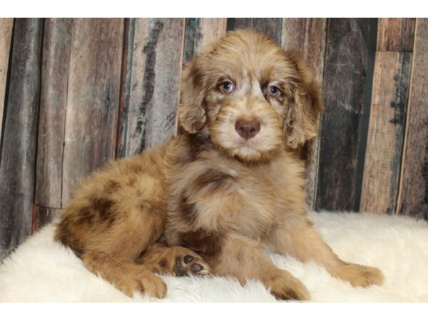 Goldendoodle 2nd Gen-DOG-Female-Red Merle-15707-Petland Racine, Wisconsin