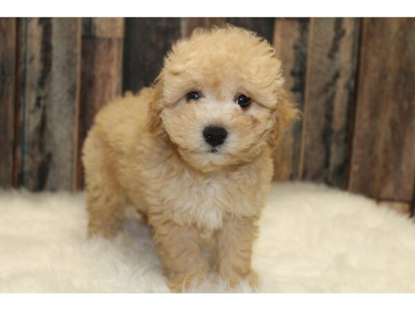 Bichonpoo-DOG-Male-Cream / White-15709-Petland Racine, Wisconsin