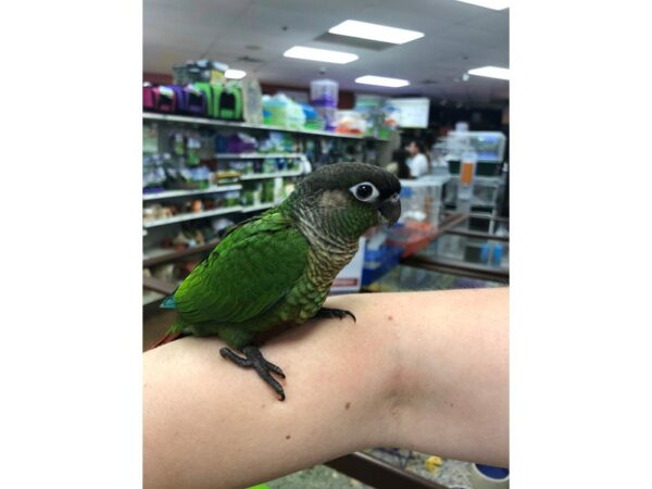 Green Cheek Conure BIRD Male 24503 Petland Racine, Wisconsin