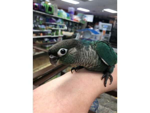 Turquoise Green Cheek Conure-BIRD-Male--24504-Petland Racine, Wisconsin