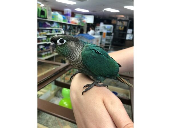 Turquoise Green Cheek Conure-BIRD-Male--24505-Petland Racine, Wisconsin