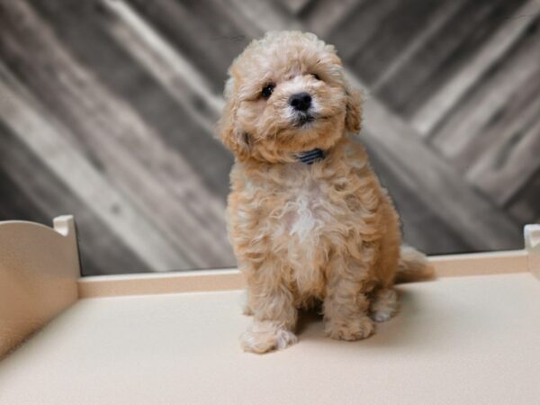 Bichonpoo-DOG-Male-Cream / White-24492-Petland Racine, Wisconsin