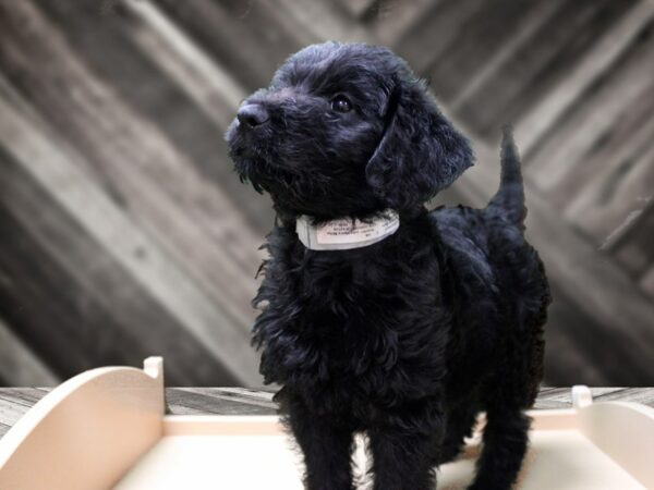 Labradoodle DOG Female Black 24495 Petland Racine, Wisconsin