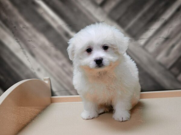 Pomeranian/ Teddy Bear-DOG-Female-Cream-24494-Petland Racine, Wisconsin