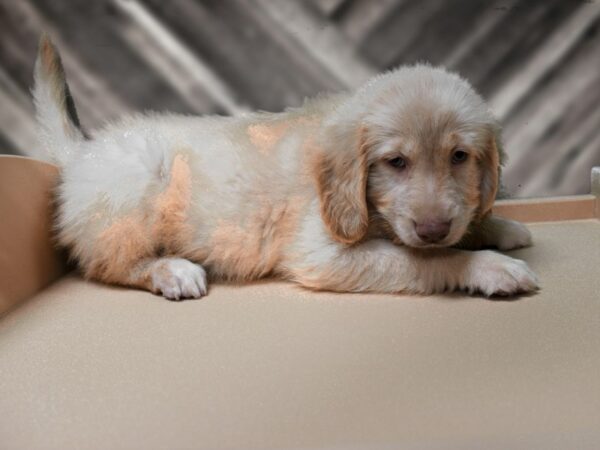 Goldendoodle 2nd Gen-DOG-Male-Golden-24486-Petland Racine, Wisconsin