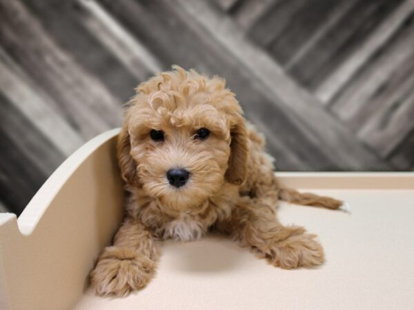 Cavachon-Poo DOG Male RBY/WH MRKINGS 24499 Petland Racine, Wisconsin