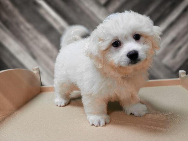 Pomeranian/ Teddy Bear-DOG-Male-Cream-24496-Petland Racine, Wisconsin