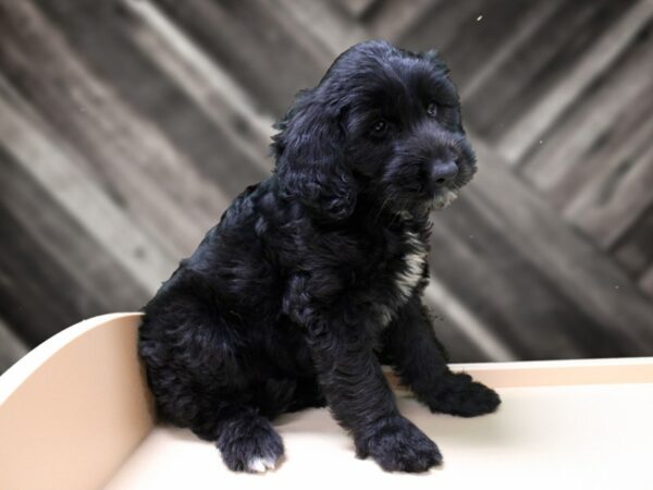 Goldendoodle 2nd Gen-DOG-Female-Black-24487-Petland Racine, Wisconsin