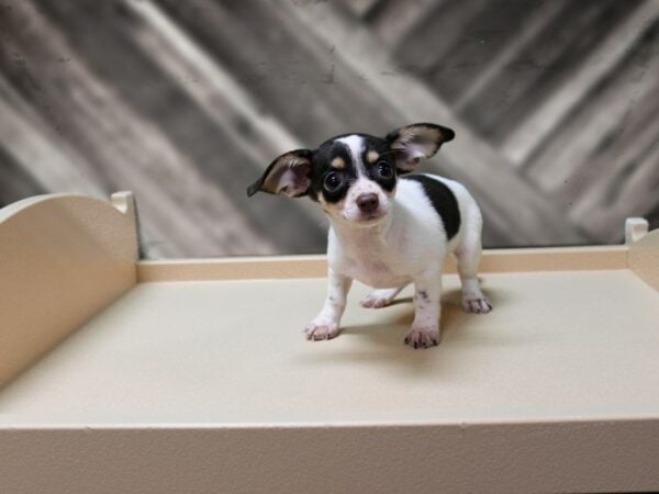 Chiweenie DOG Female C/T/PIED 24501 Petland Racine, Wisconsin