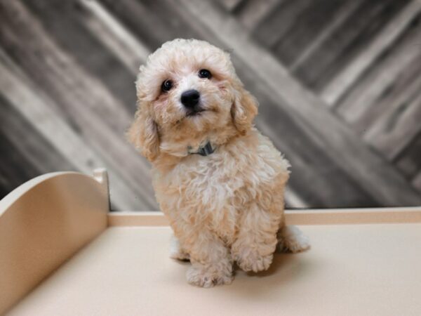 Poochon DOG Male APCT 24500 Petland Racine, Wisconsin