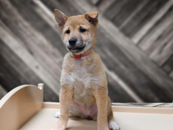 Shiba Inu-DOG-Female-Dark Brown-24479-Petland Racine, Wisconsin