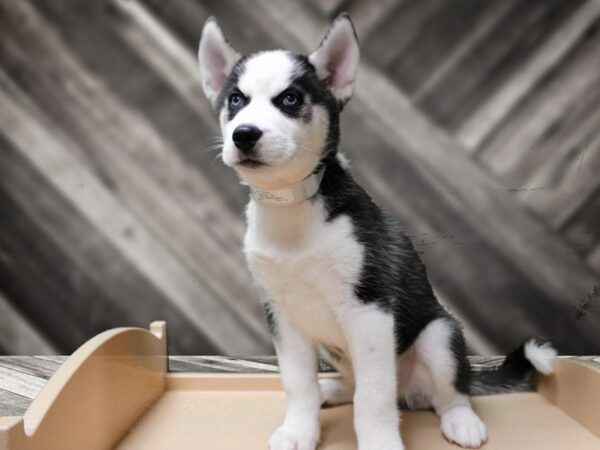 Siberian Husky-DOG-Male-Black / White-24489-Petland Racine, Wisconsin