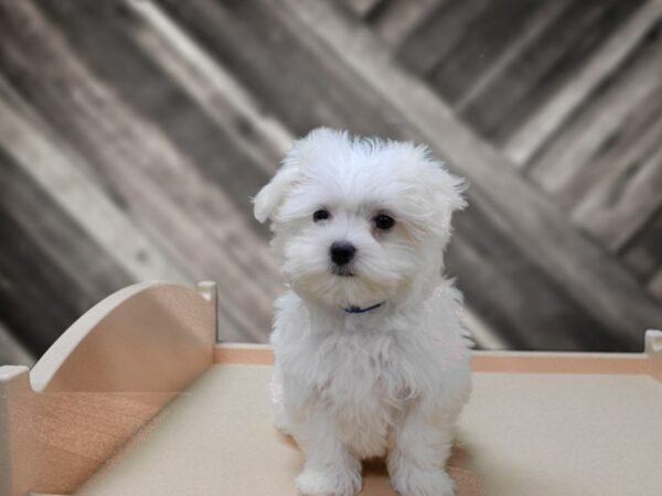 Maltese-DOG-Female-White-24490-Petland Racine, Wisconsin