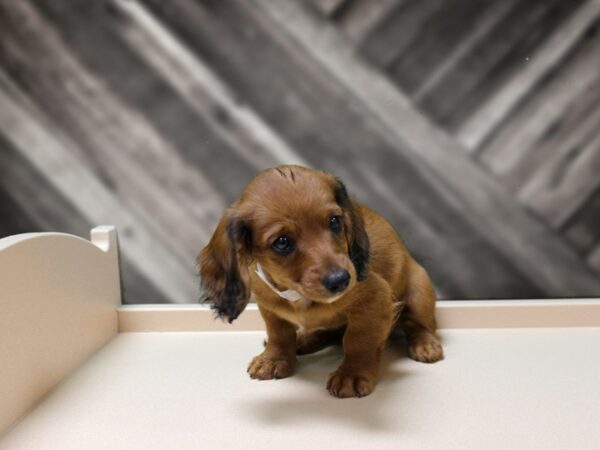 Dachshund-DOG-Male-Red-24480-Petland Racine, Wisconsin