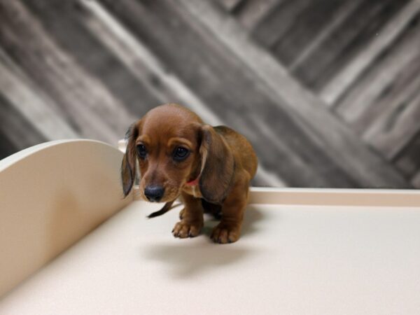 Dachshund-DOG-Female-Red-24476-Petland Racine, Wisconsin
