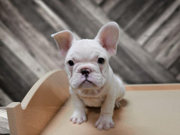French Bulldog-DOG-Male-WHITE-24498-Petland Racine, Wisconsin