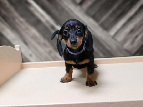 Dachshund-DOG-Female-BLK/TAN-24502-Petland Racine, Wisconsin
