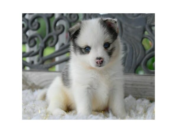 pomsky/pom-DOG-Female-White-24522-Petland Racine, Wisconsin