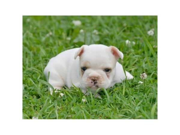 French Bulldog-DOG-Female-White / Cream-24519-Petland Racine, Wisconsin