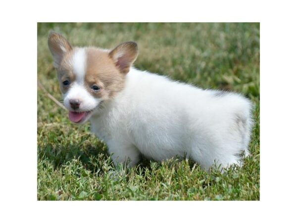 Pembroke Welsh Corgi-DOG-Female-White / Blue-24514-Petland Racine, Wisconsin
