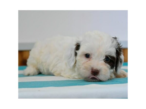 Cockapoo/Havanese-DOG-Female-Chocolate / White-24506-Petland Racine, Wisconsin