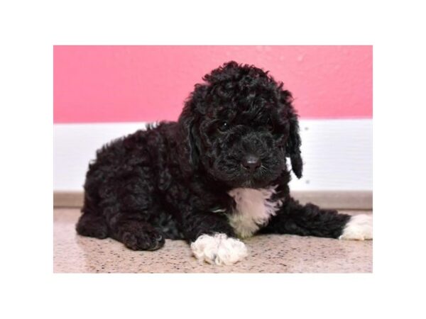 Poodle-DOG-Male-Black-15715-Petland Racine, Wisconsin