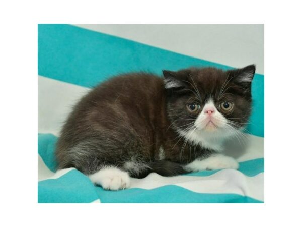 Persian-CAT-Male-Black / White-15723-Petland Racine, Wisconsin