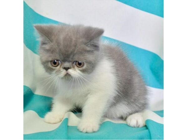 Persian-CAT-Male-Blue / White-15721-Petland Racine, Wisconsin
