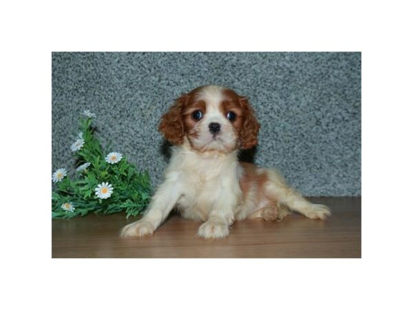 Cavalier King Charles Spaniel-DOG-Female-Blenheim-15718-Petland Racine, Wisconsin